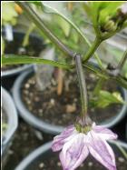 Black Hungarian BlÃ¼te Bild