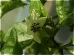 Frontera Sweet  Bild