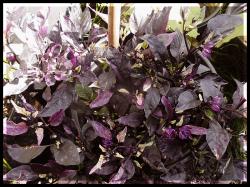 Purple Flash explodiert endlich Bild