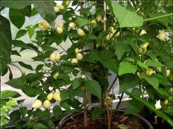 Trepadeira do Werner Nr. 1 Bild