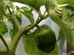 GrÃ¶ÃŸte Frucht meiner Frontera Sweet Chilipflanze Bild