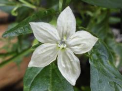 Greek Peperoni BlÃ¼te Bild