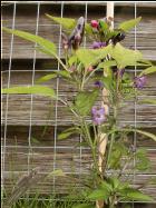 Bolivian Rainbow Bild