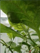 Habanero El Remo bildet fleiÃŸig Knospen Bild