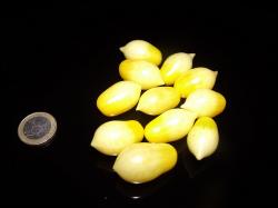 Crazy Cherry Tomate Bild