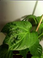 Pimiento de Padron 3er Blatt Bild
