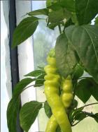 Sweet Cayenne lange FrÃ¼chte Bild