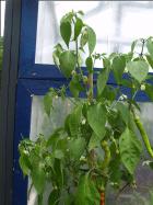 Sweet Cayenne Paprikapflanze Bild