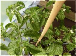 Frontera Sweet Krone  Bild