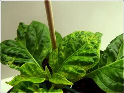 Habanero El Remo komisches BlÃ¤tter Bild