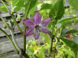 Black Hungarian lila BlÃ¼te Bild