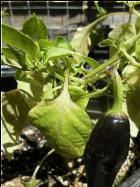 Tazmanian Black Bild