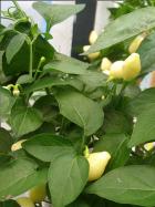 Trepadeira do Werner  Bild