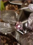 Meine erste Chilifrucht an der Purple Flash Bild