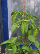 Pimiento de Padron Paprikapflanze Bild