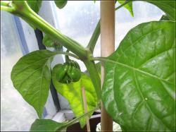 Frontera Sweet   Bild