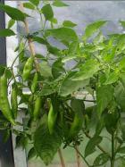 CAP 455 Baccatumpflanze Bild