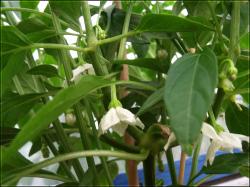 Caloro Blattwerk Bild