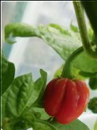 Rocotillo fertige Frucht Bild