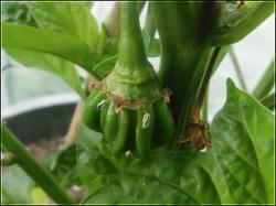 unreife Habanero El Remo Frucht Bild