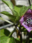 Bolivian Rainbow BlÃ¼te Bild