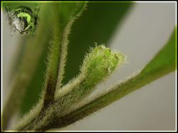 Goats Weed Chili Bild