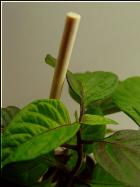 Pimenta da Neyde Nr. 1 Bild