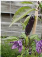 Bolivian Rainbow Bild