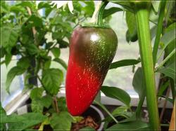 Jalapeno Conchos Farbumschwung Bild