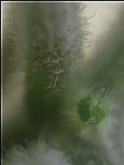 Goats Weed Chili Bild