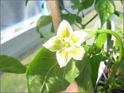 CAP 455 offene capsicum baccatum BlÃ¼te Bild