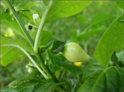 Biquinho Amarelo unausgereifte Frucht Bild