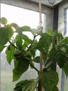 Frontera Sweet Pflanze Bild