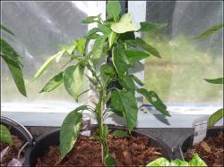 Elefant Pflanze Bild