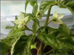 BlÃ¼tenpracht der Frontera Sweet Habanero Bild