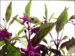 Explosive Ember BlÃ¼tenpracht Bild