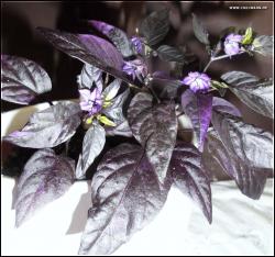 Purple Flash 06052014 Bild