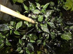 Purple Tiger hat schÃ¶ne panaschierte BlÃ¤tter Bild