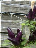 Bolivian Rainbow Bild