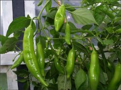 CAP 455 FrÃ¼chte Bild