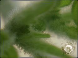 Goats Weed Chili Bild