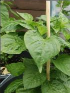 Aji Dulce Amarillo Bild