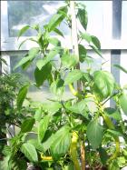 Sweet Cayenne zweite Pflanze Bild