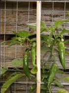 Bulgarian Carrot Chilipflanze Bild