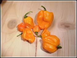 Frontera Sweet Ernte Bild