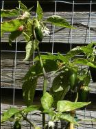 Jalapeno M Pflanze Bild