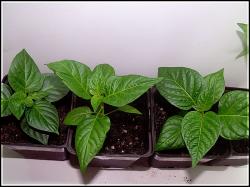 3 kleine Chinensen  Bild