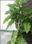 Frontera Sweet das Monster Bild