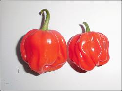 Habanero El Remo Bild