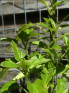 Cabai Chili Tree Bild